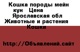 Кошка породы мейн кун › Цена ­ 8 000 - Ярославская обл. Животные и растения » Кошки   